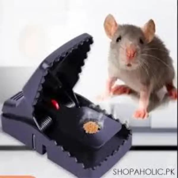 Mouse Trap