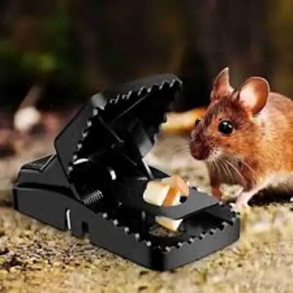 Mouse Trap