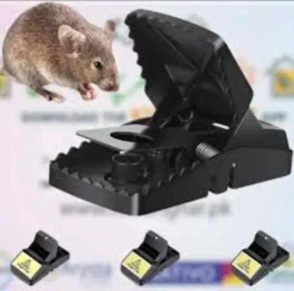 Mouse Trap
